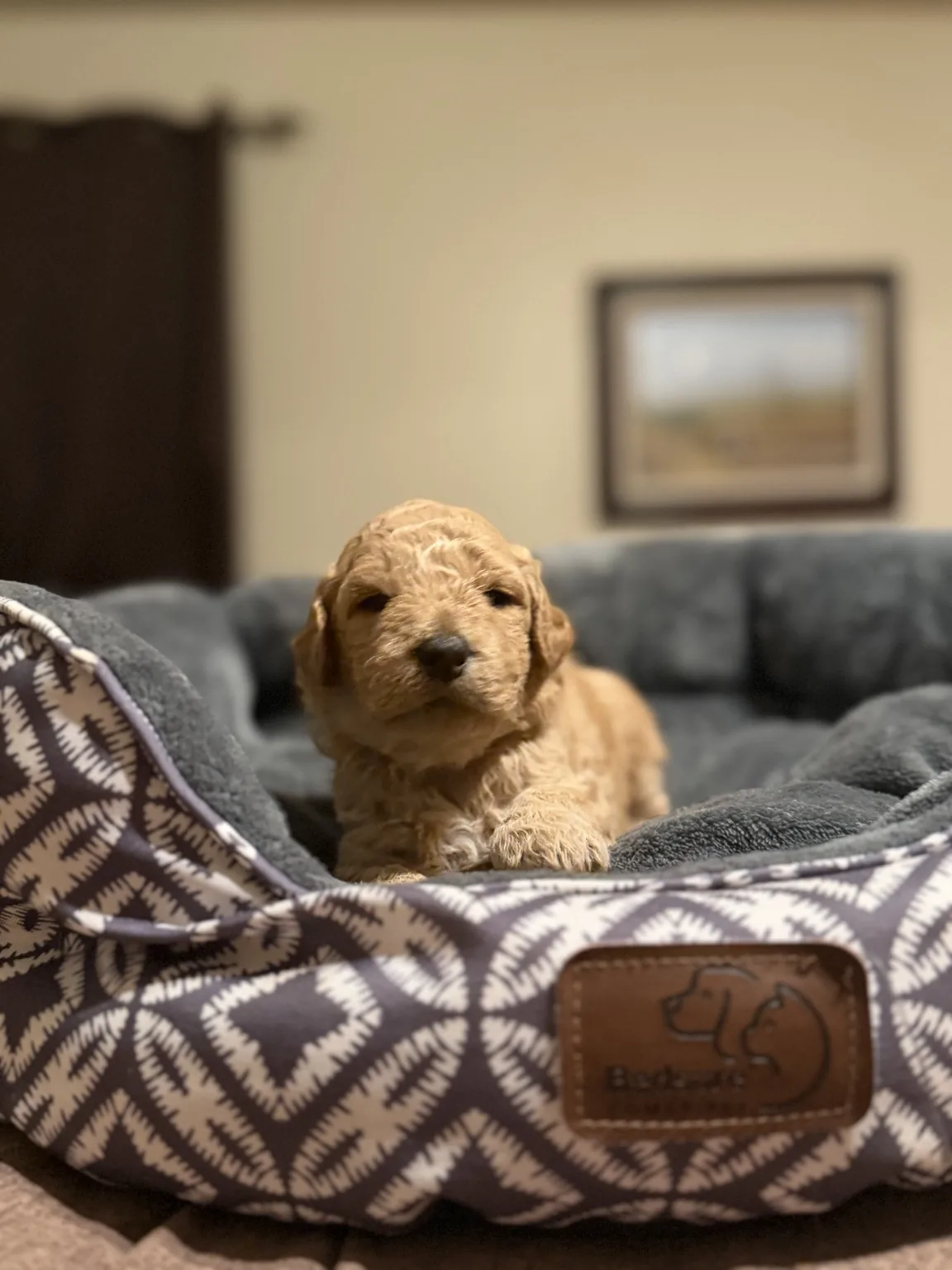Abby Mini Goldendoodle puppy photo