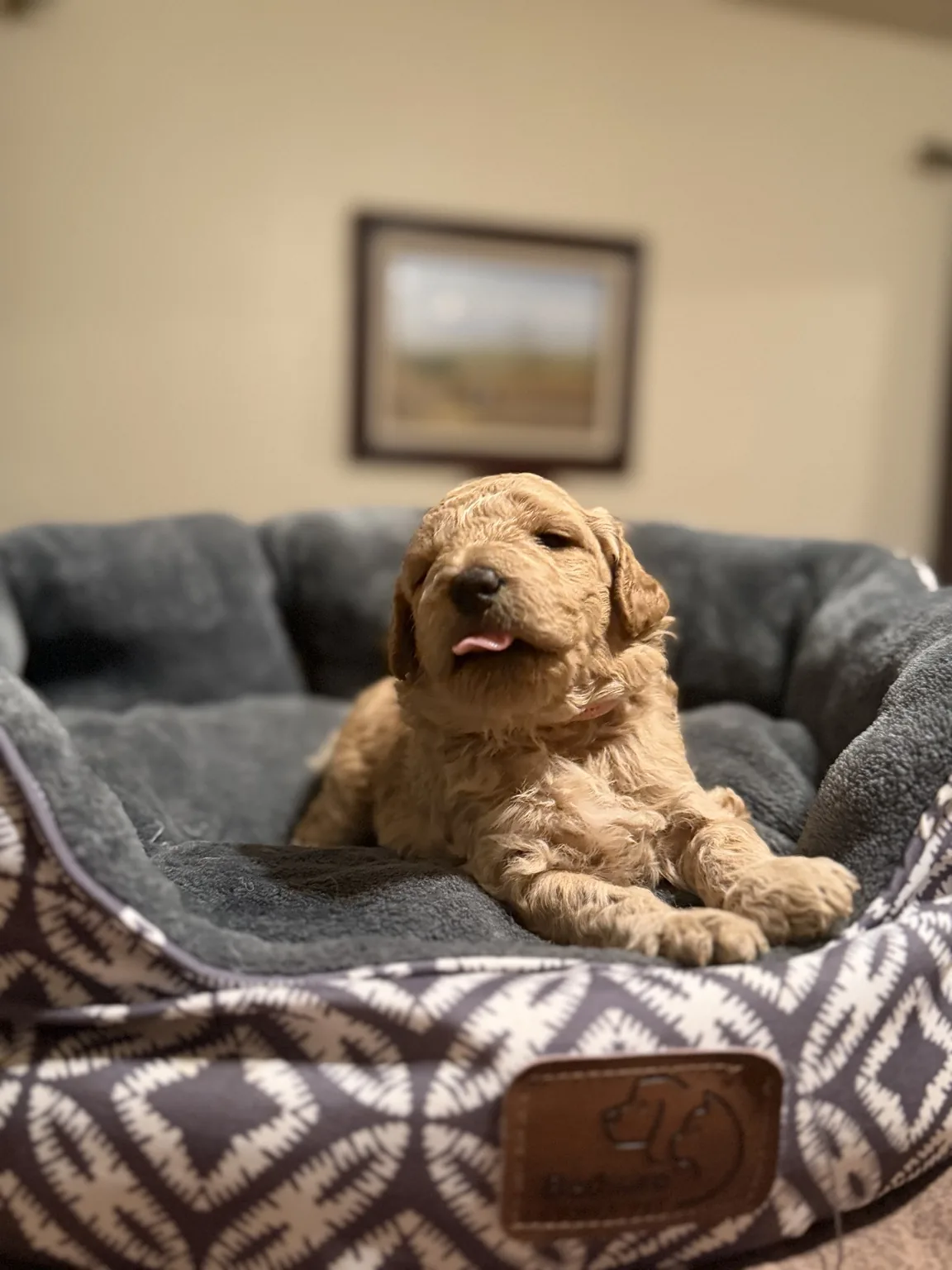 Abby Mini Goldendoodle puppy photo