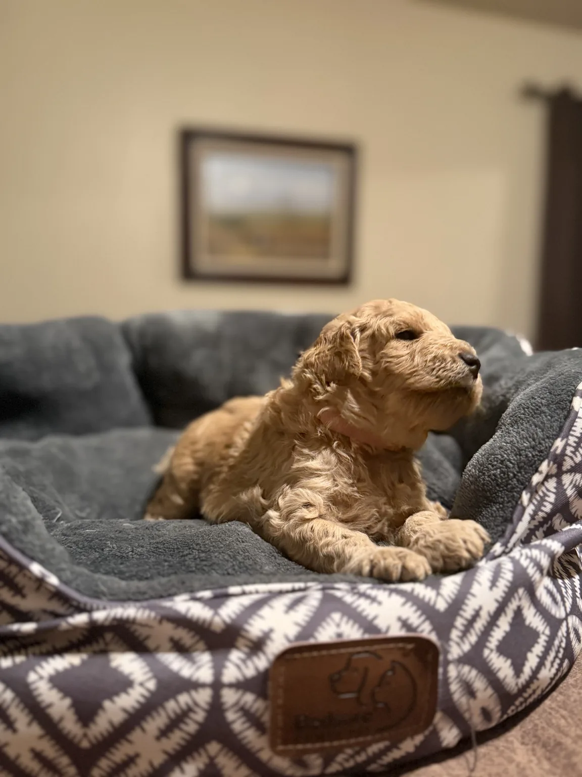 Abby Mini Goldendoodle puppy photo