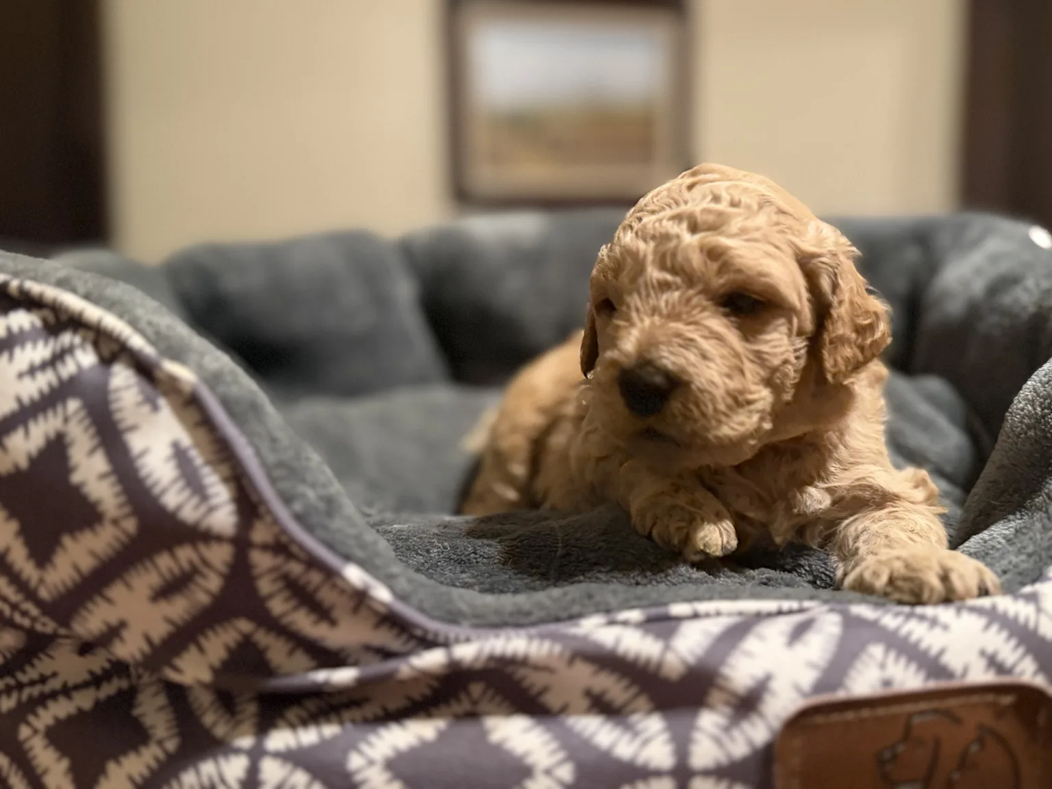 Abby Mini Goldendoodle puppy photo