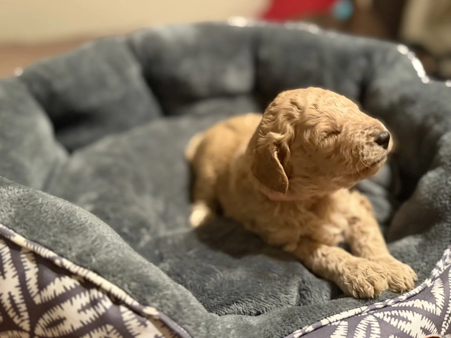 Abby Mini Goldendoodle puppy photo