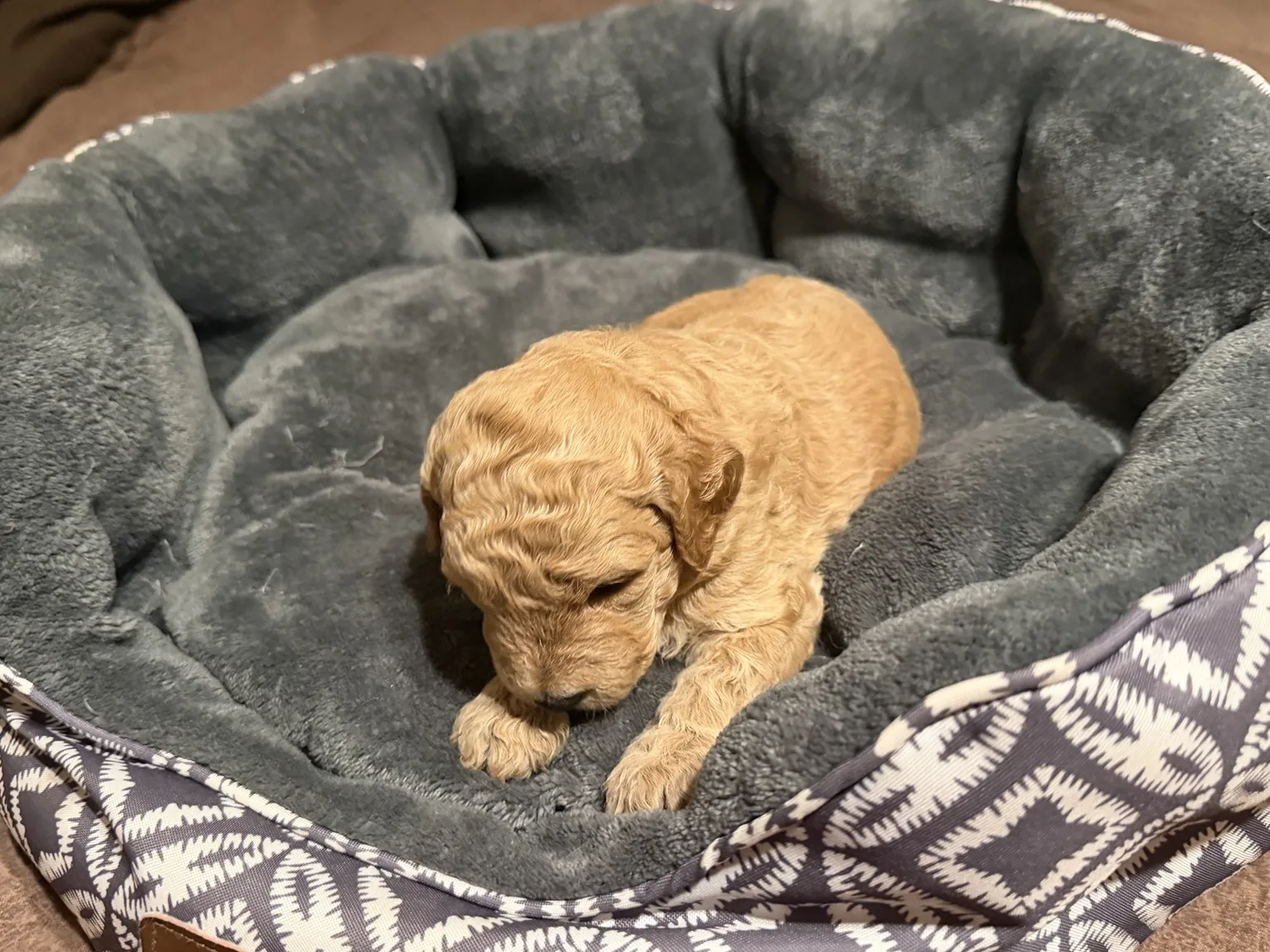 Abby Mini Goldendoodle puppy photo