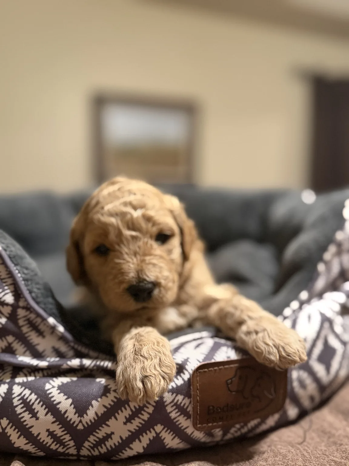 Abby Mini Goldendoodle puppy photo