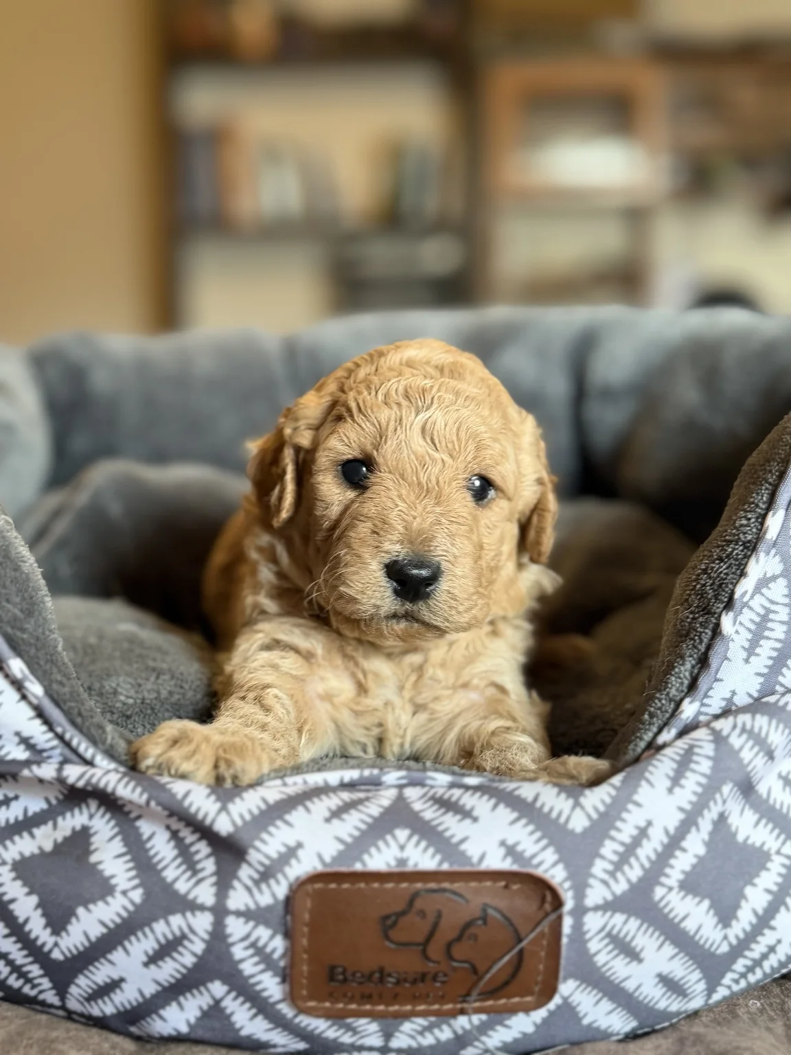 Abby, Mini Goldendoodle puppy