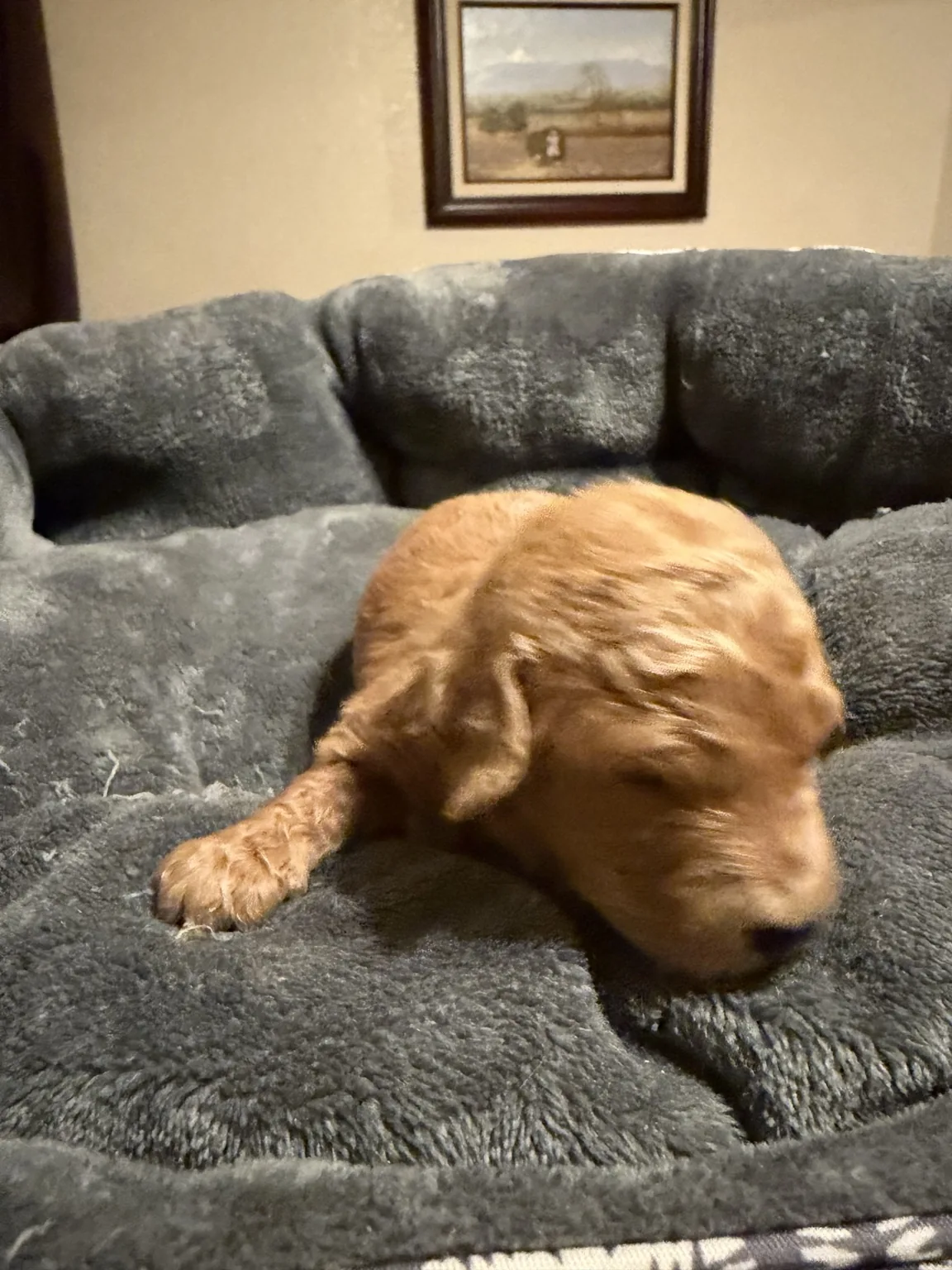 Bailey Mini Goldendoodle puppy photo