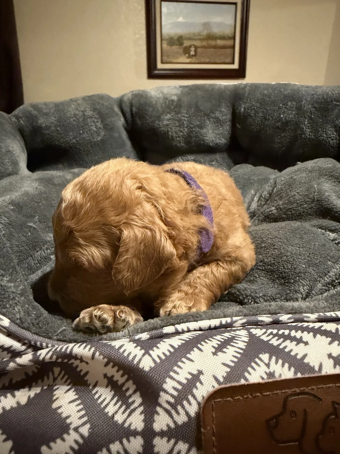 Bailey Mini Goldendoodle puppy photo