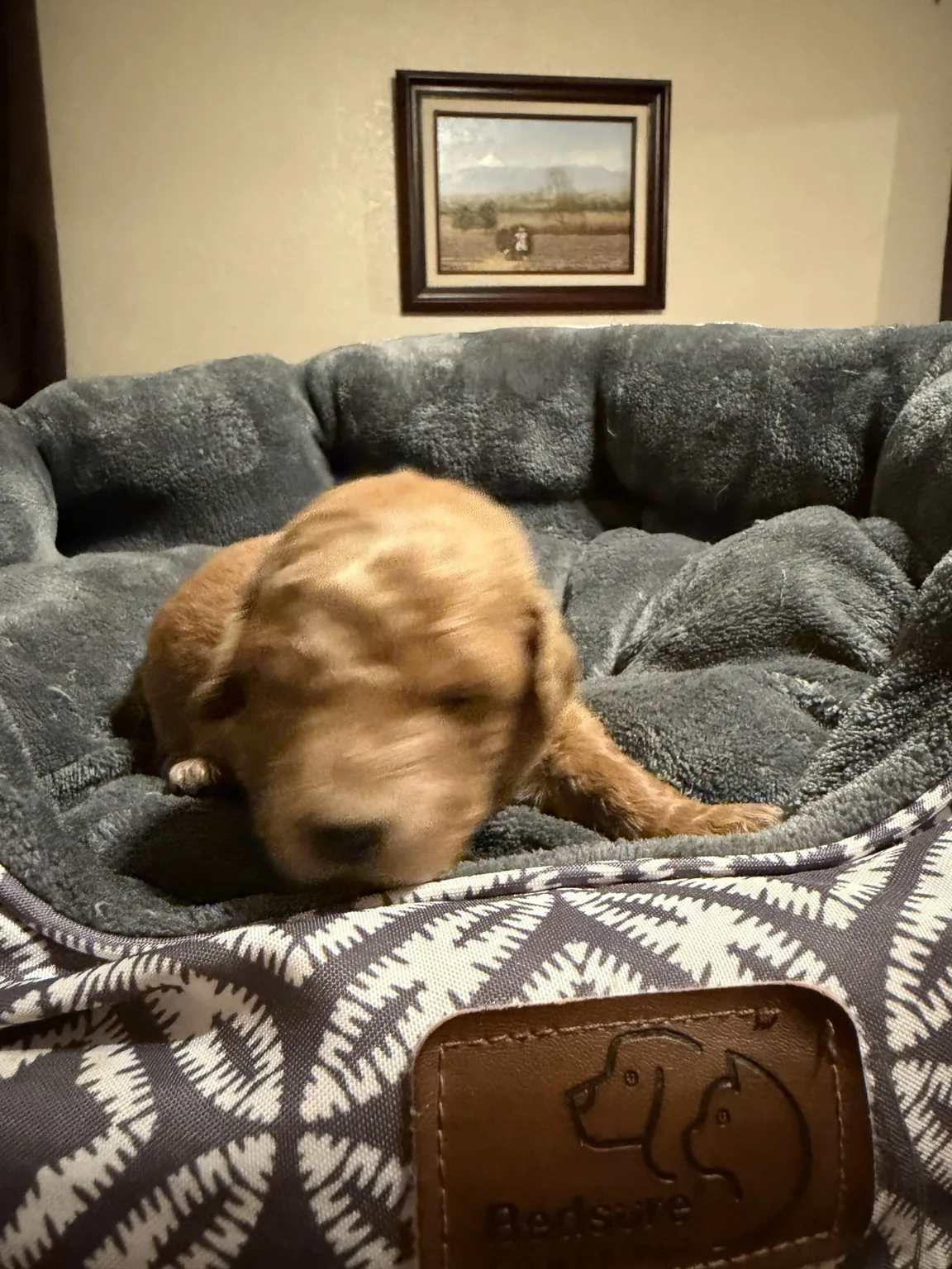 Bailey Mini Goldendoodle puppy photo