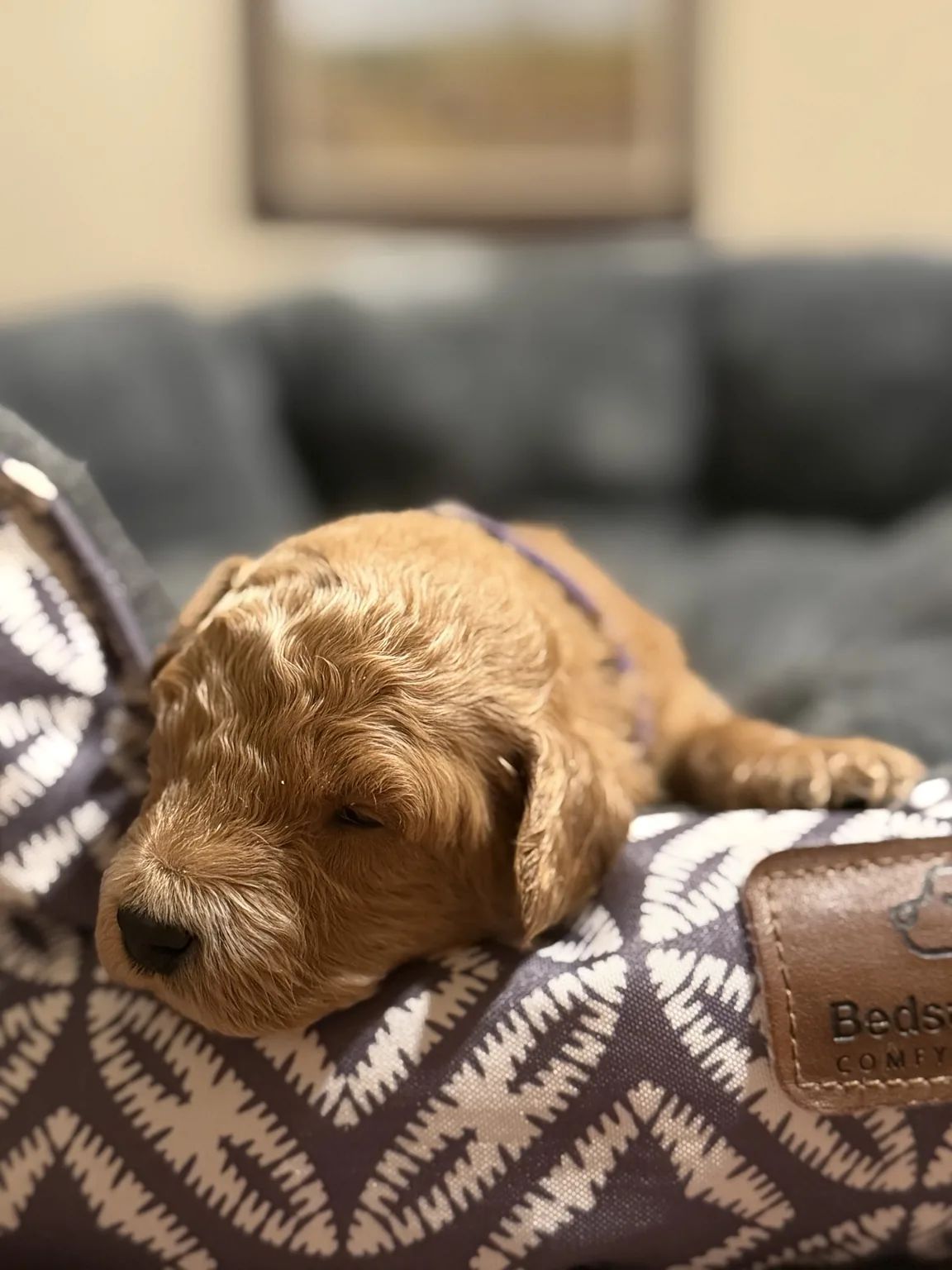 Bailey Mini Goldendoodle puppy photo