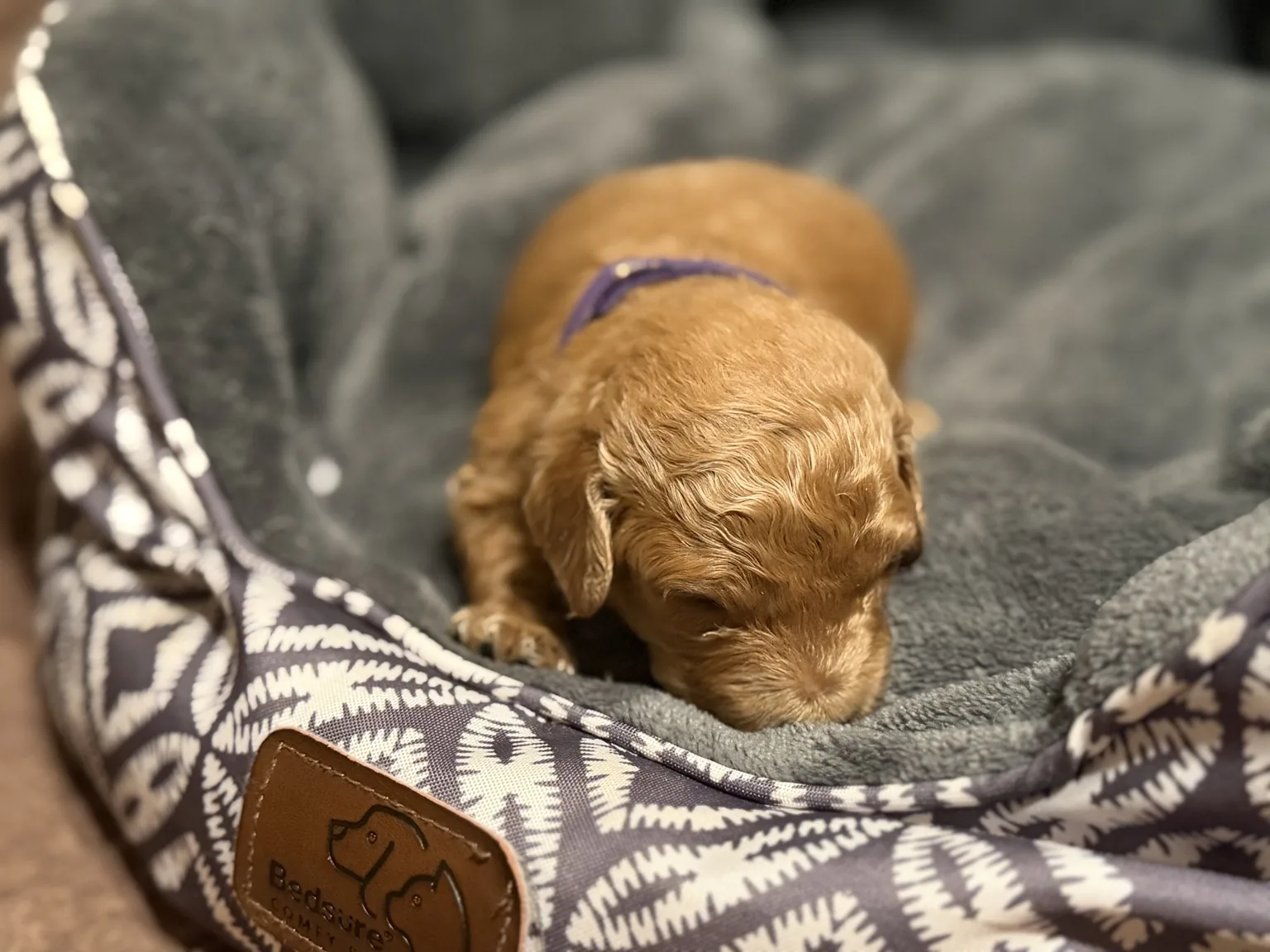 Bailey Mini Goldendoodle puppy photo