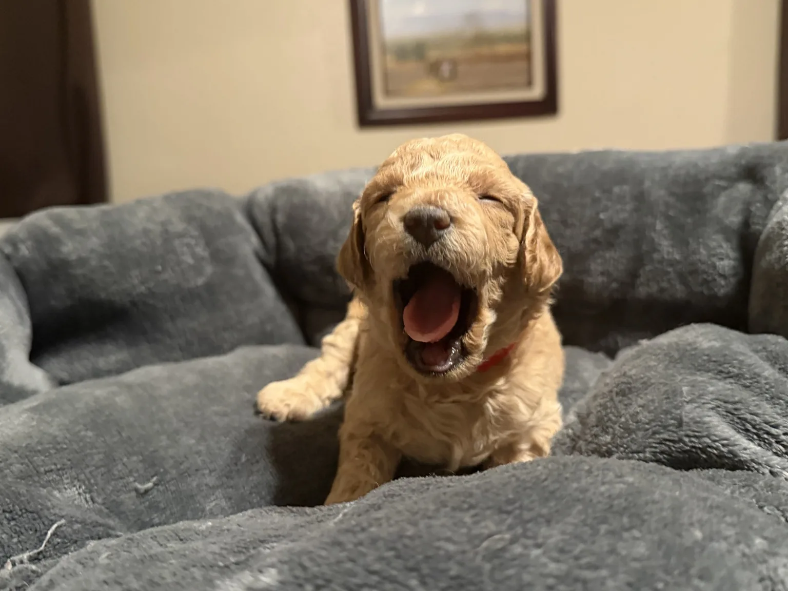 Belle Mini Goldendoodle puppy photo
