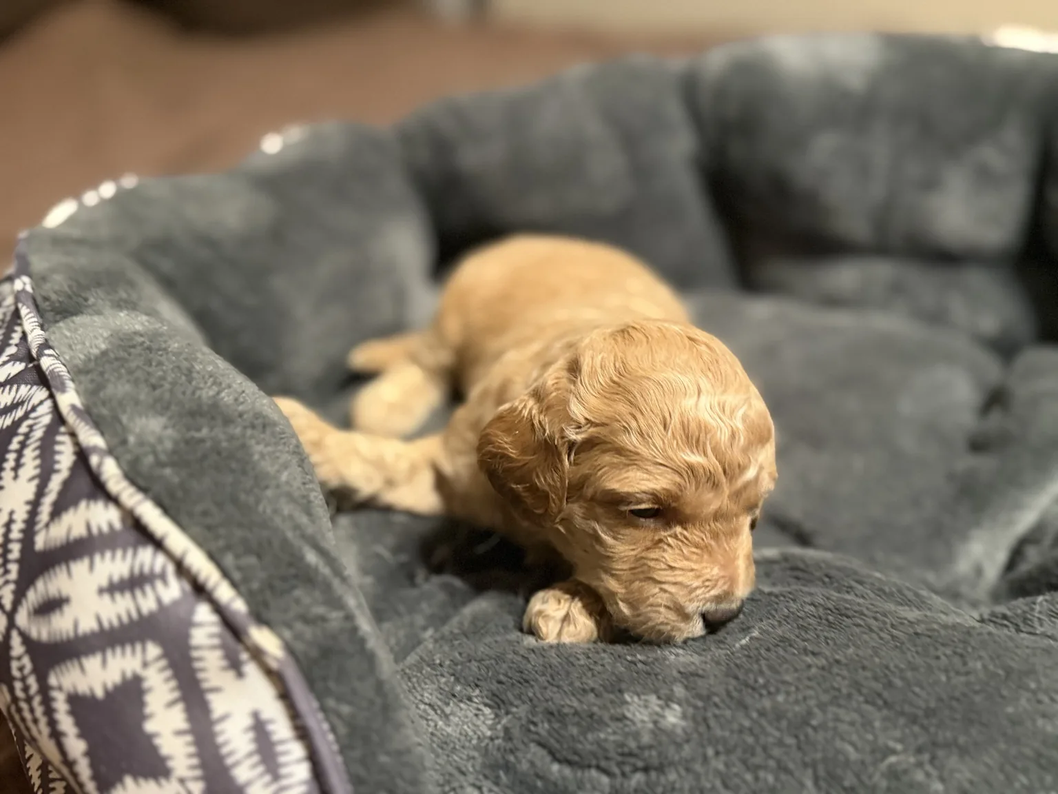 Belle Mini Goldendoodle puppy photo