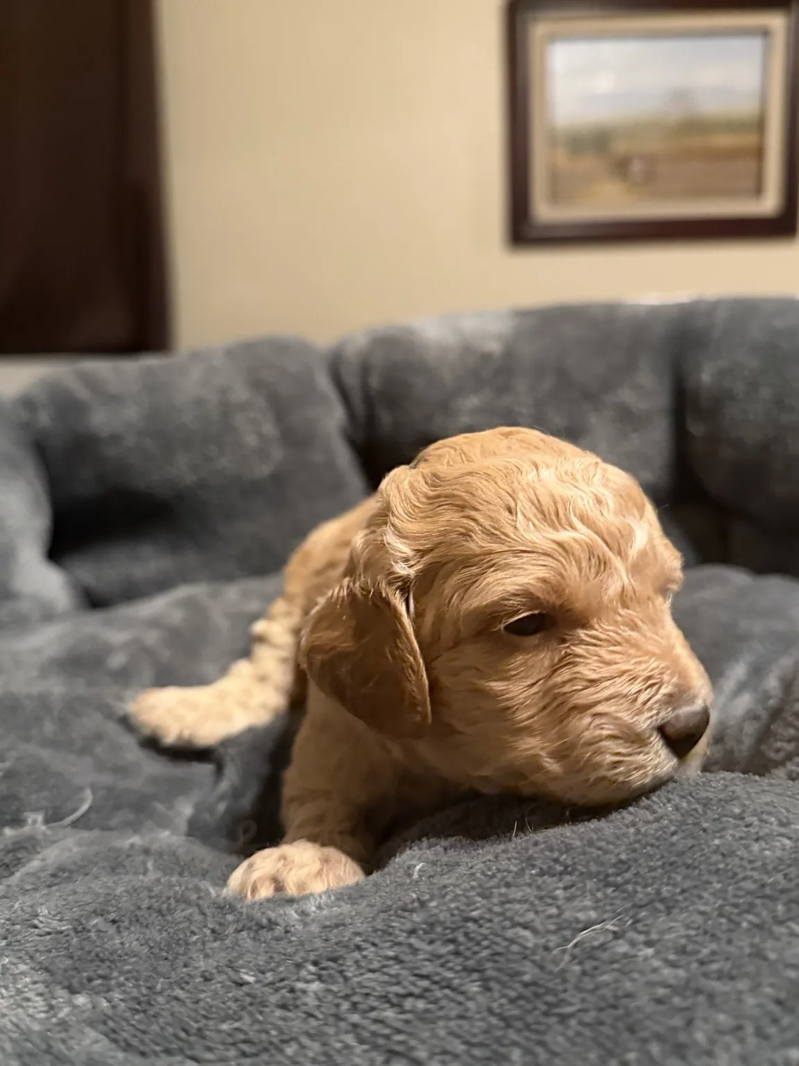 Belle Mini Goldendoodle puppy photo