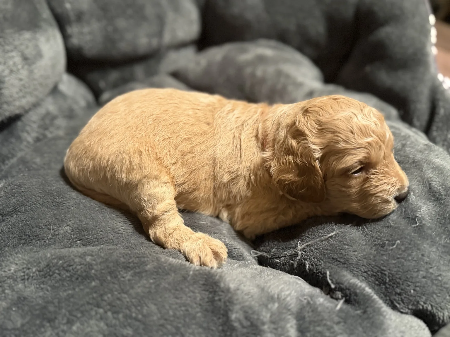 Belle Mini Goldendoodle puppy photo