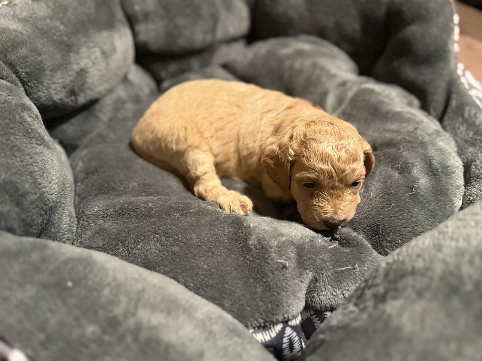 Belle Mini Goldendoodle puppy photo