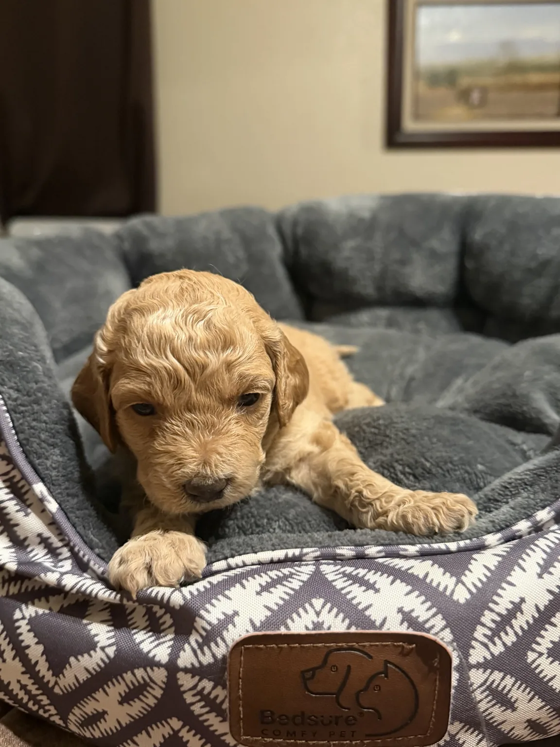 Belle Mini Goldendoodle puppy photo