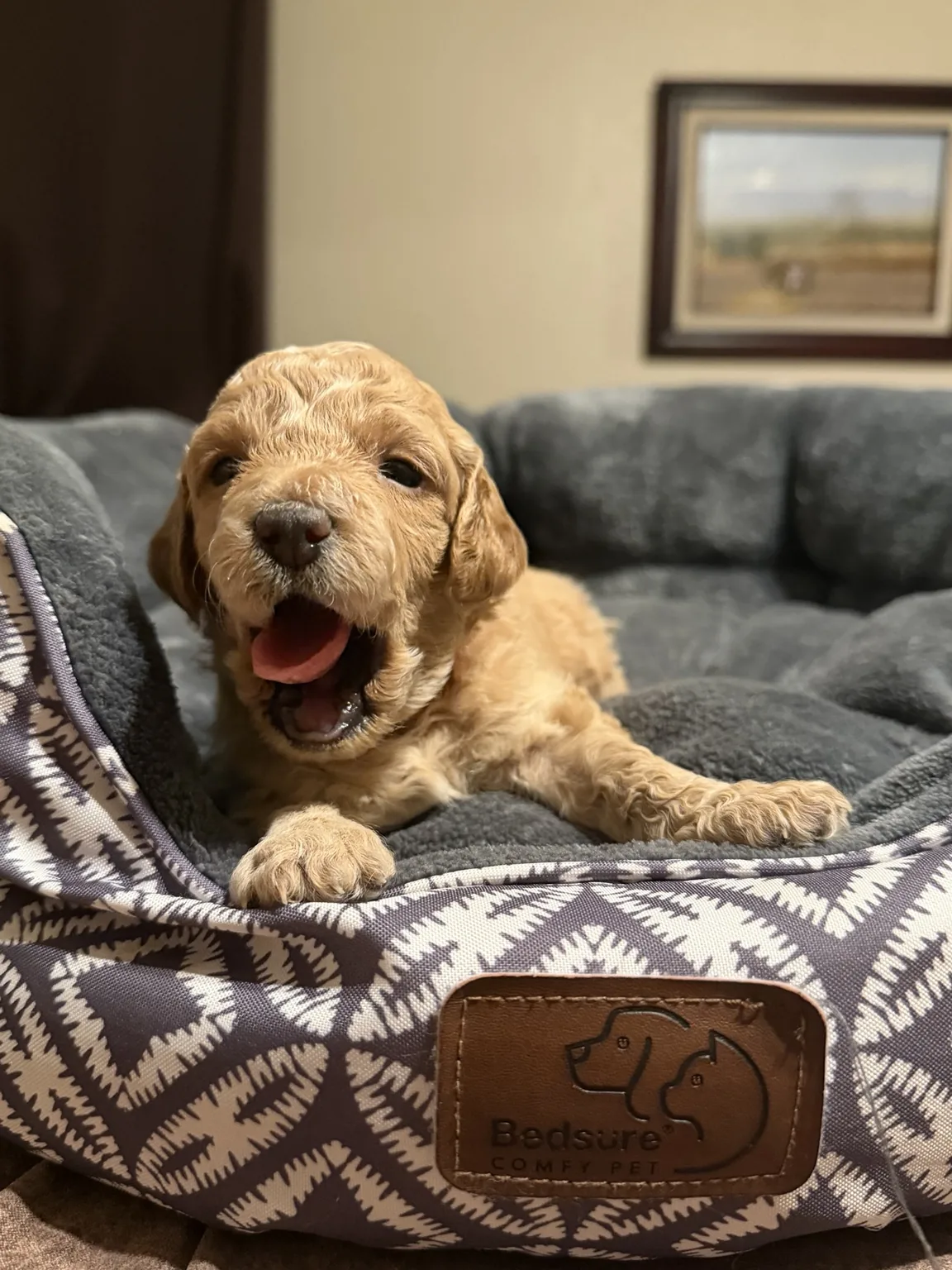 Belle Mini Goldendoodle puppy photo
