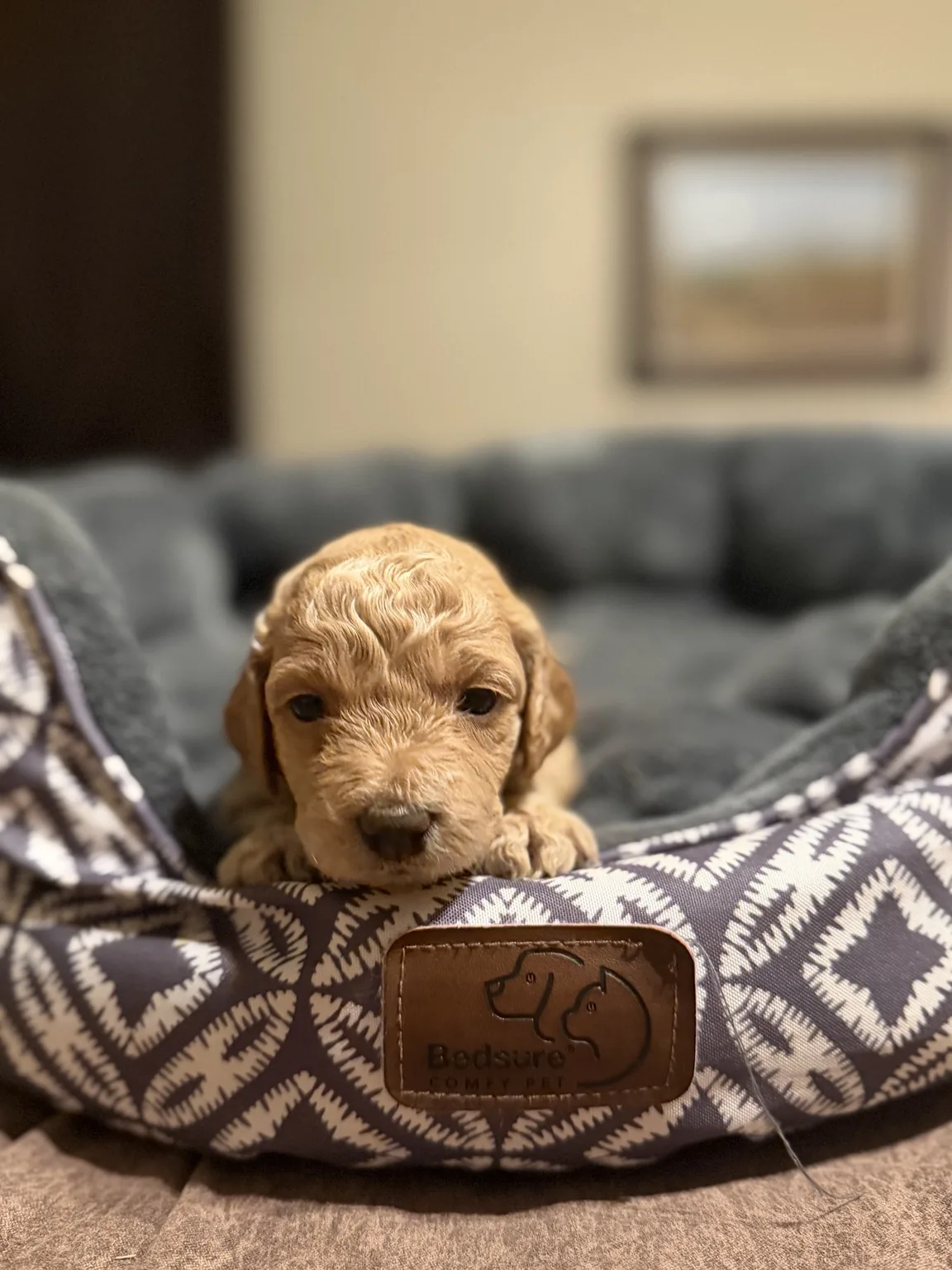 Belle Mini Goldendoodle puppy photo