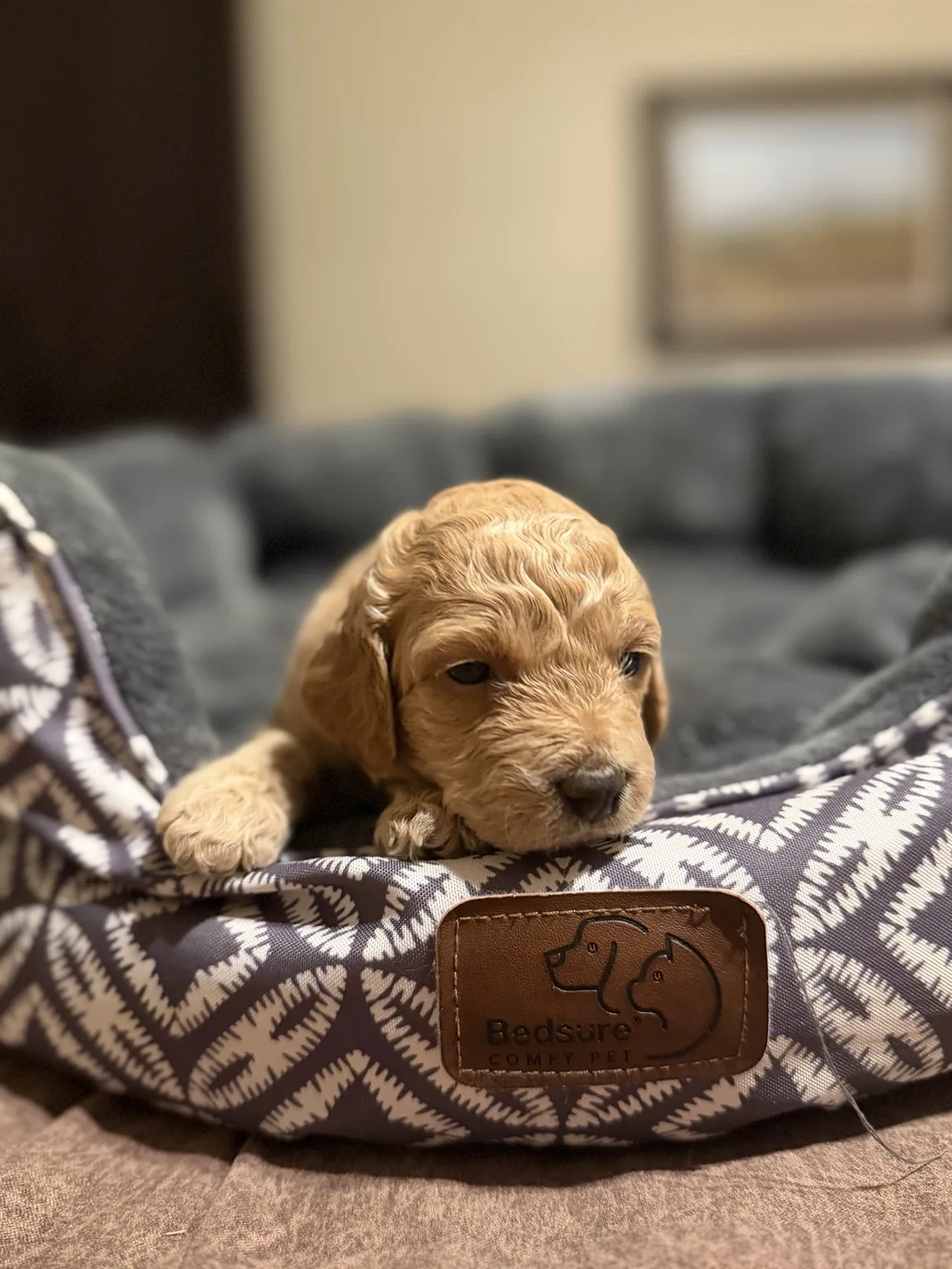 Belle Mini Goldendoodle puppy photo