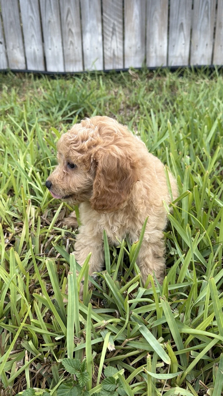 Belle Mini Goldendoodle puppy photo