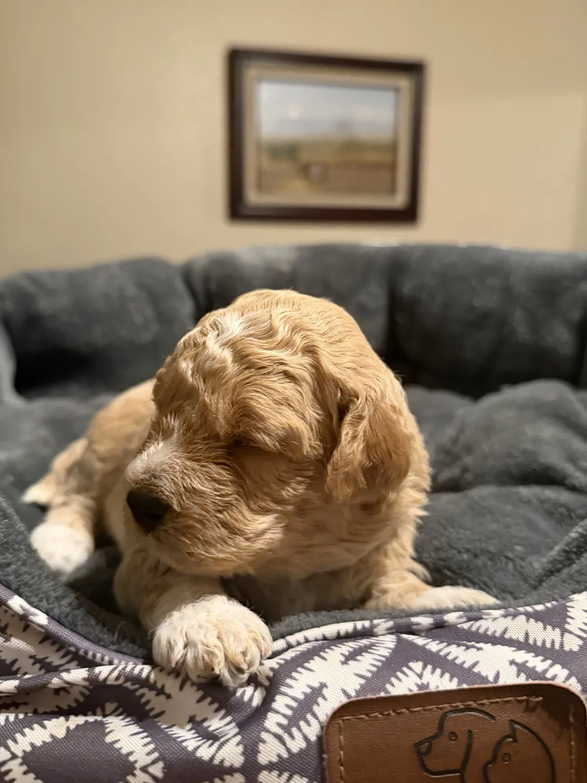Charlie Mini Goldendoodle puppy photo