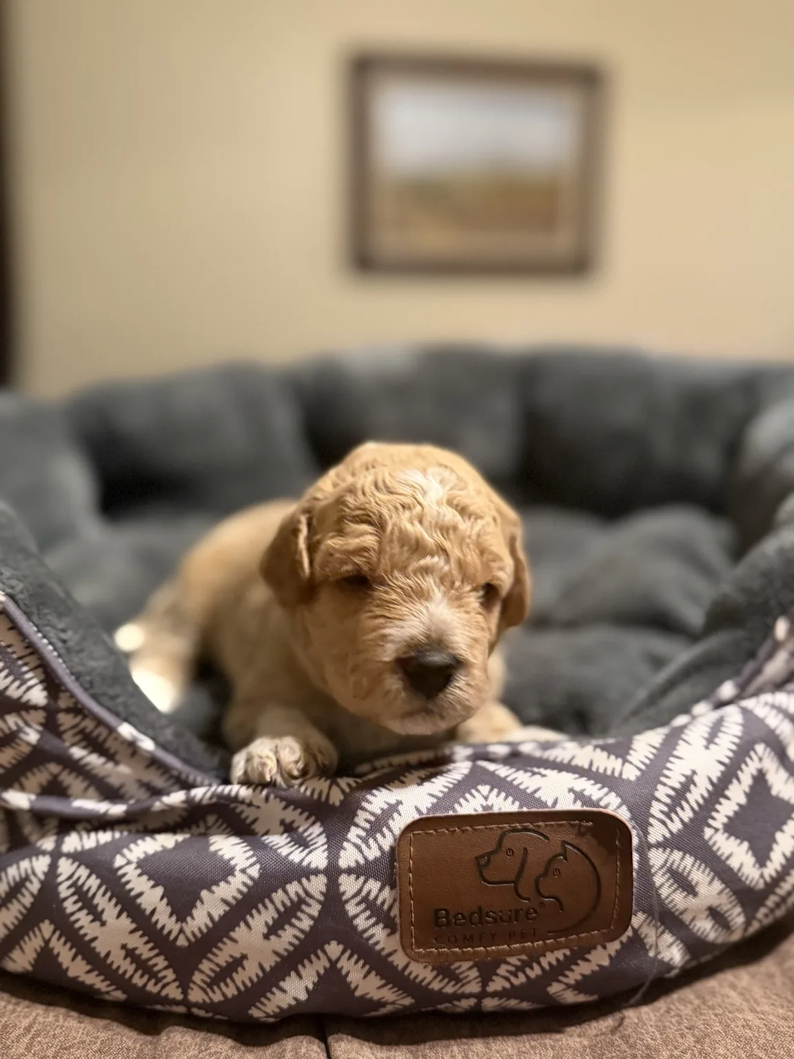 Charlie Mini Goldendoodle puppy photo