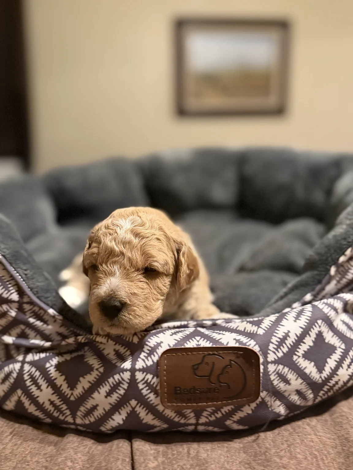 Charlie Mini Goldendoodle puppy photo