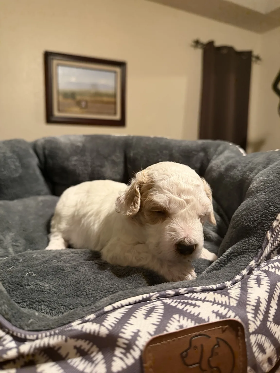 Cooper foto de cachorro Mini Goldendoodle