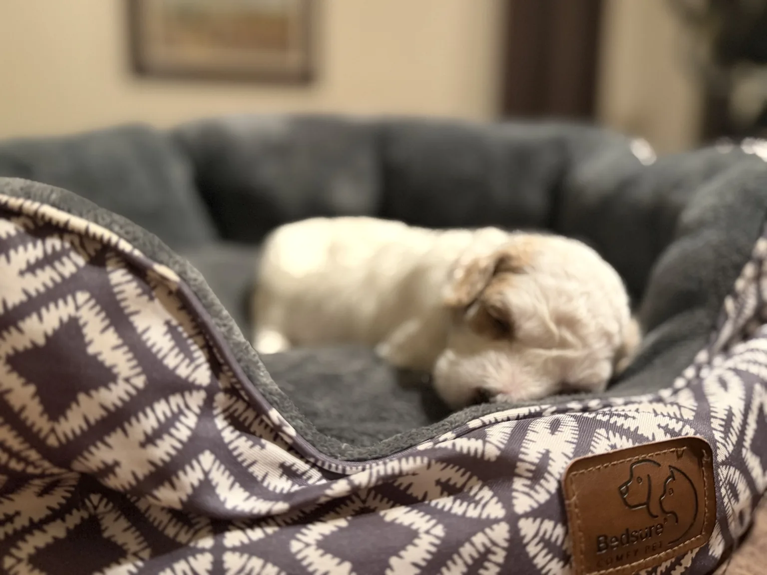 Cooper foto de cachorro Mini Goldendoodle