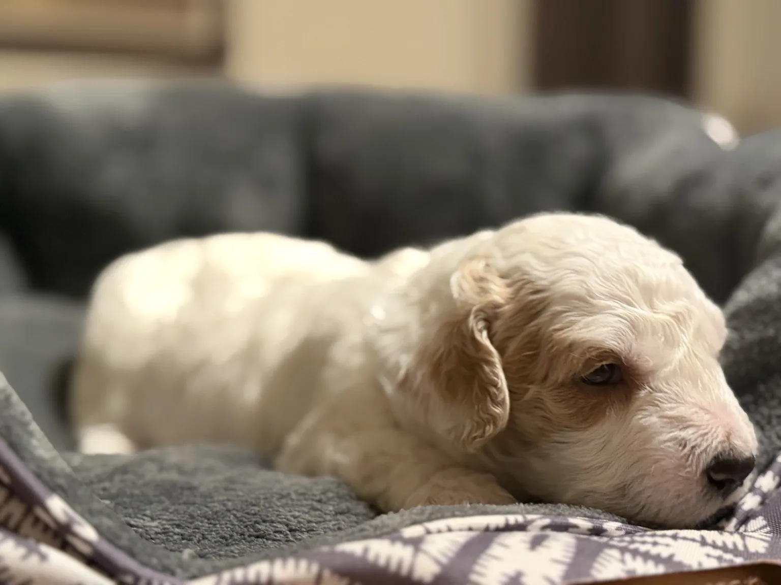 Cooper foto de cachorro Mini Goldendoodle