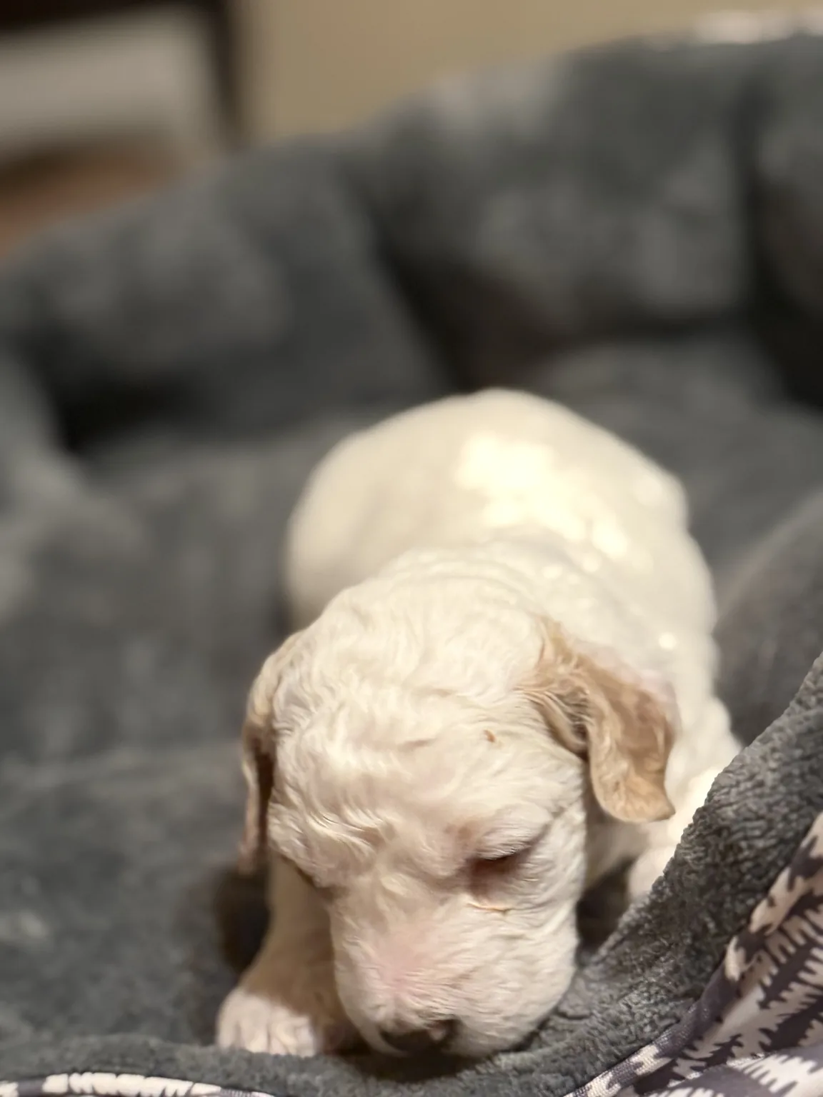 Cooper foto de cachorro Mini Goldendoodle