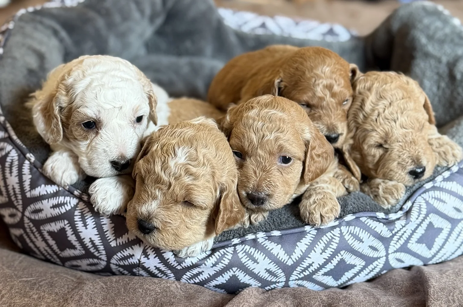 Five Mini Goldendoodle puppies together