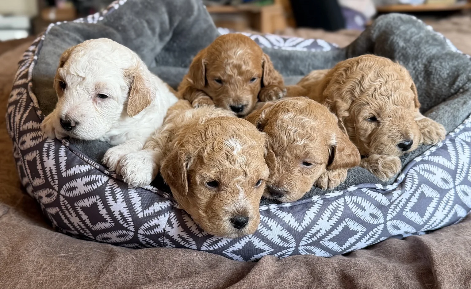 Five Mini Goldendoodle puppies together